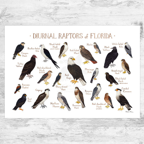 Native Florida Raptors Florida – Kate Dolamore Art