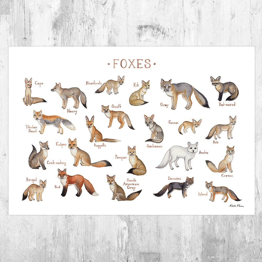 Foxes of the World Field Guide Art Print