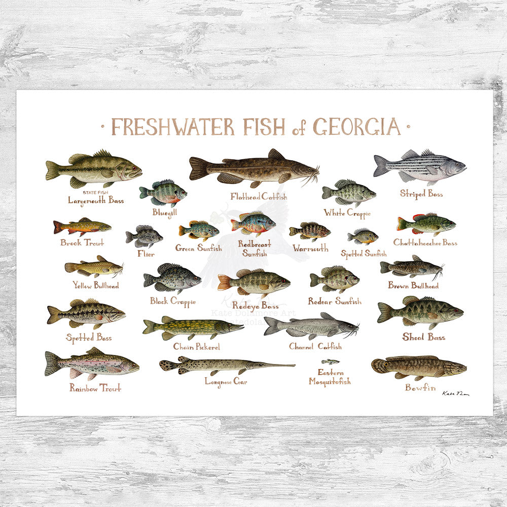 Georgia Freshwater Fish Field Guide Art Print – Kate Dolamore Art