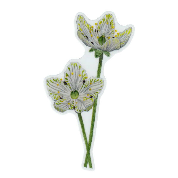 Grass-of-Parnassus Vinyl Sticker