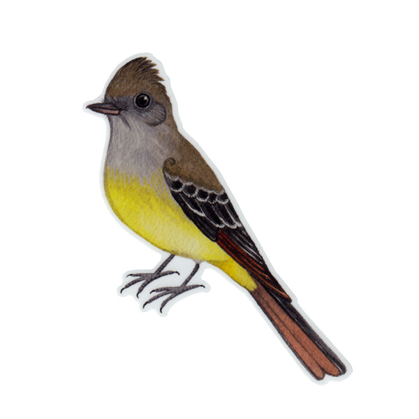 Great Crested Flycatcher Vinyl Sticker