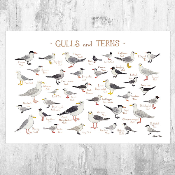 Gulls and Terns of North America Field Guide Art Print – Kate Dolamore Art