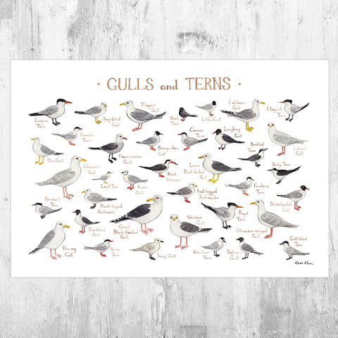 Gulls & Terns