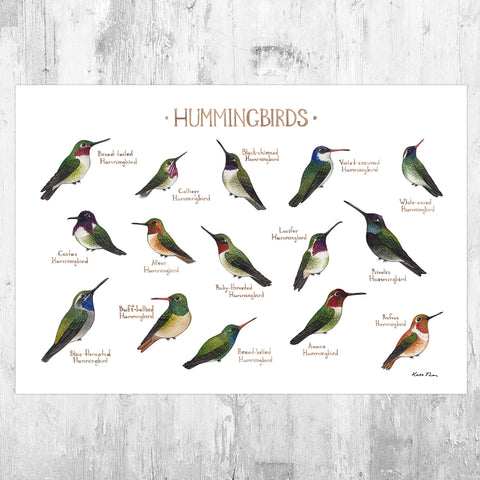 Hummingbirds of North America Field Guide Art Print