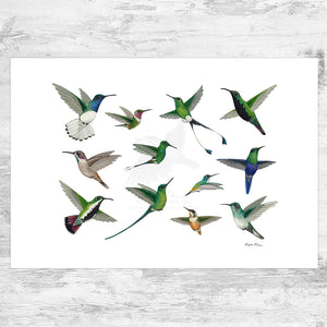 Colombian Hummingbirds in Flight Art Print – Kate Dolamore Art