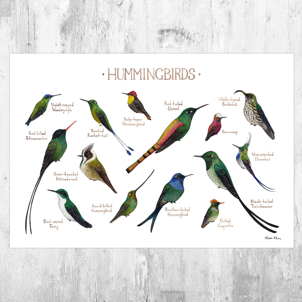 Hummingbirds (From Around the World) Field Guide Art Print