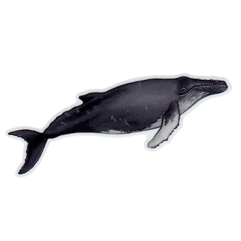 Humpback Whale Vinyl Sticker