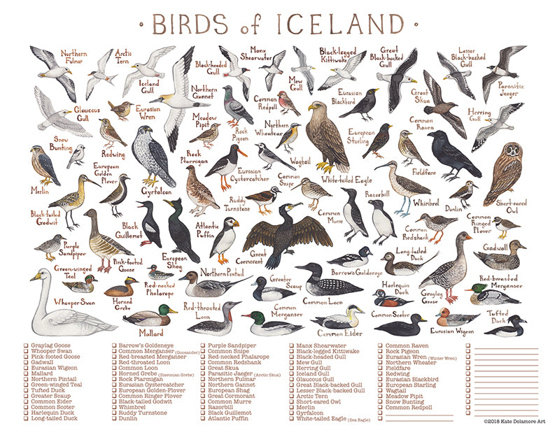 Birds of Iceland Checklist Printable Download