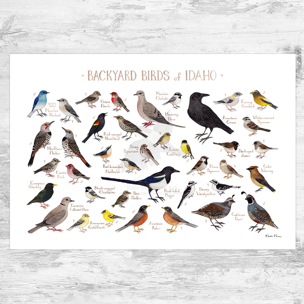 Idaho Backyard Birds Field Guide Art Print