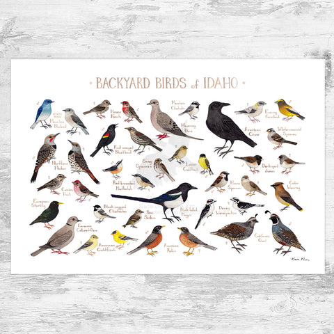 Backyard Birds of the US and Canada Prints – Kate Dolamore Art