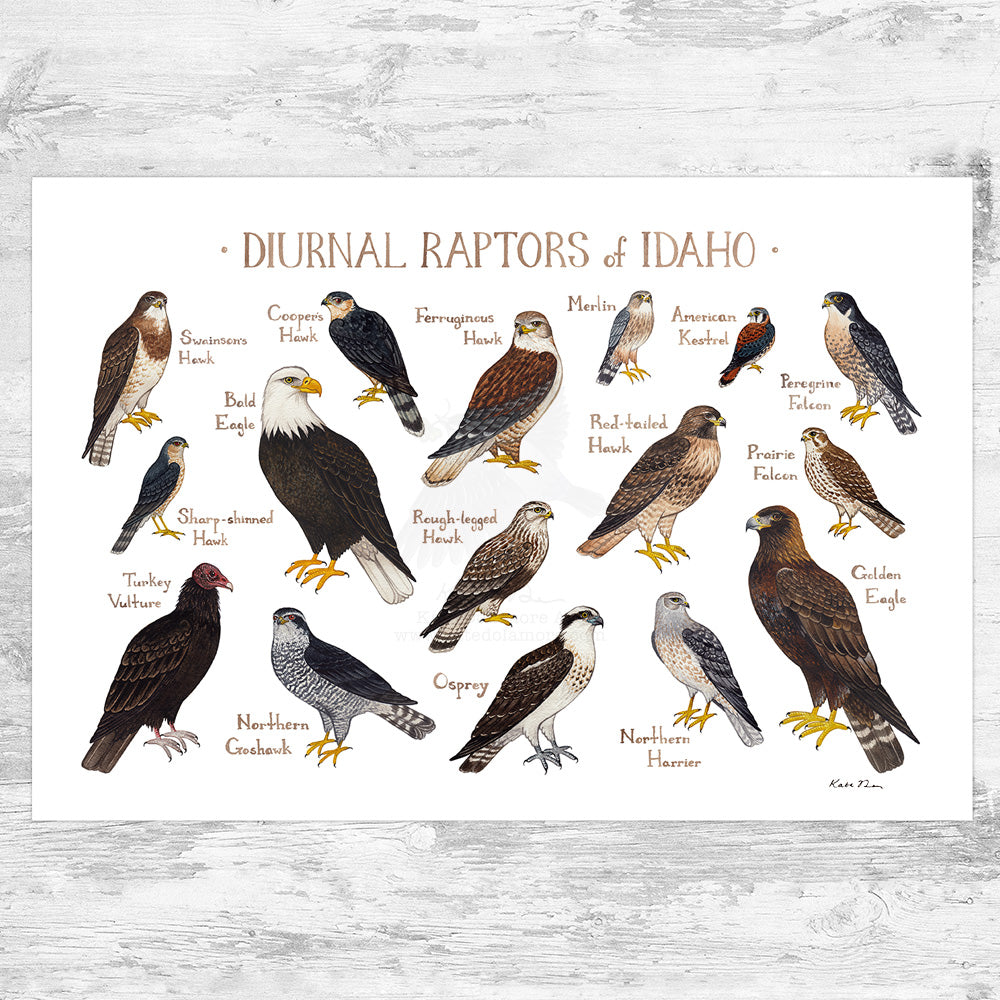 Colorado Raptors Guide Idaho Diurnal Raptors Field Guide Art Print – Kate Dolamore Art