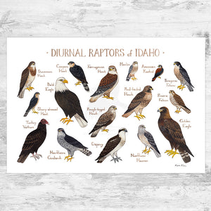 Idaho Diurnal Raptors Field Guide Art Print
