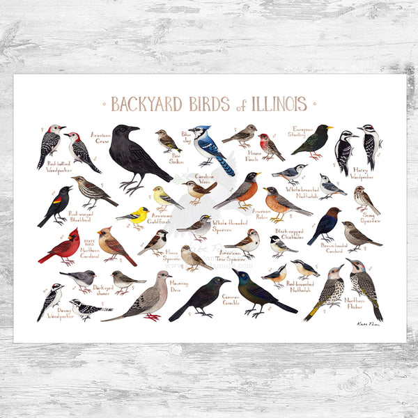 Illinois Backyard Birds Field Guide Art Print