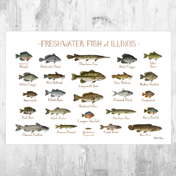 Illinois Freshwater Fish Field Guide Art Print