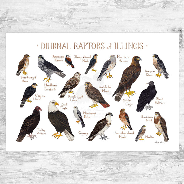 Illinois Diurnal Raptors Field Guide Art Print – Kate Dolamore Art