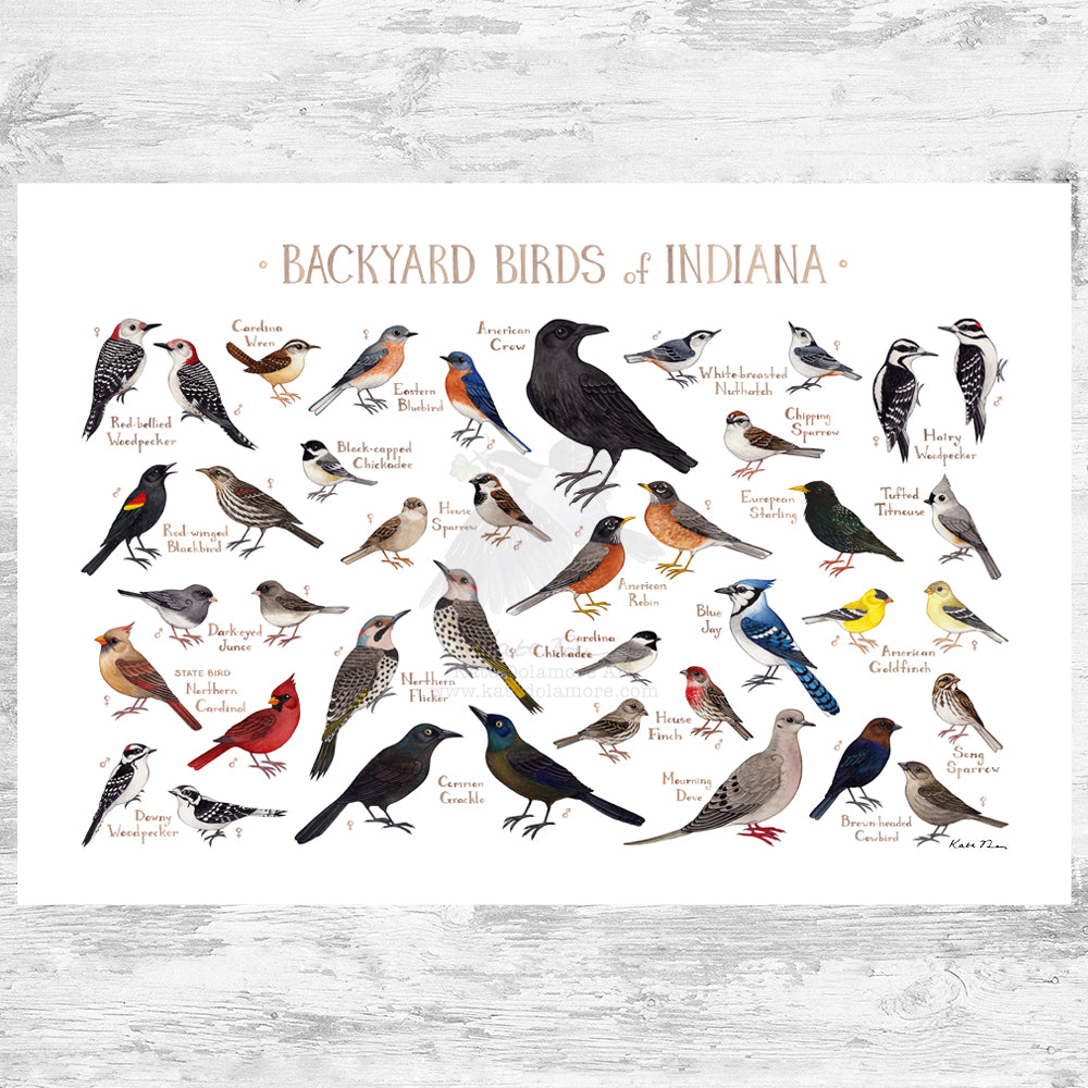 Indiana Backyard Birds Field Guide Art Print