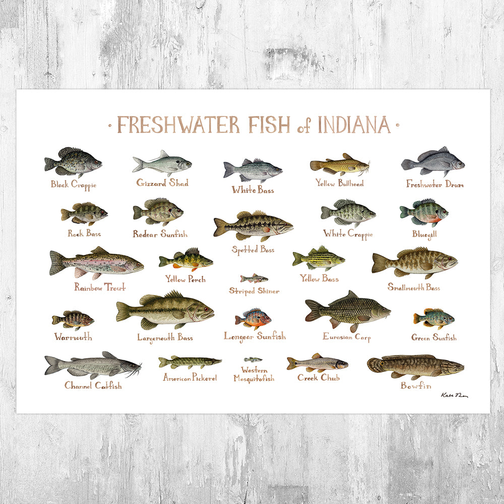 Indiana Shell Fish Indian Freshwater Fish Species