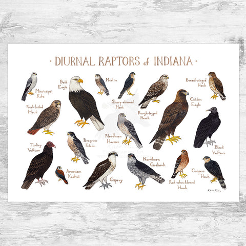 Indiana Diurnal Raptors Field Guide Art Print