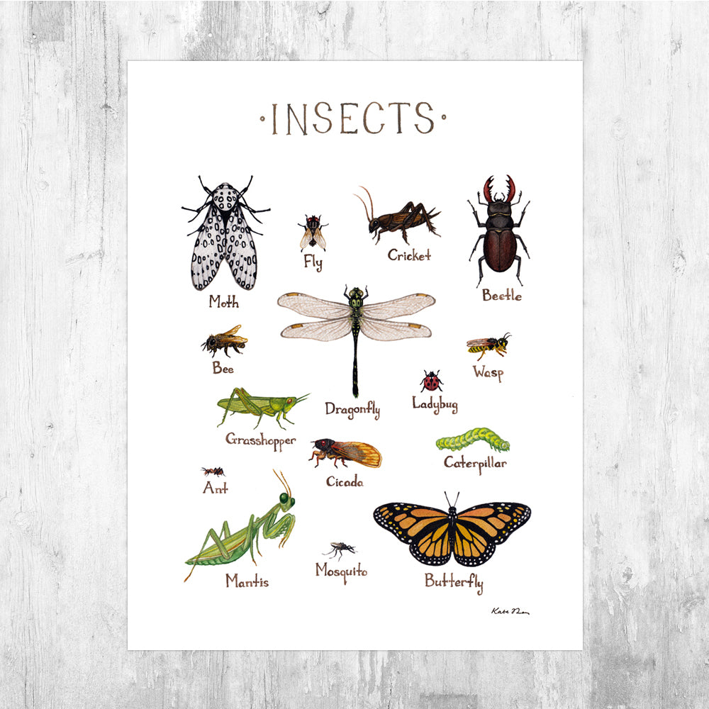 Insects Field Guide Art Print