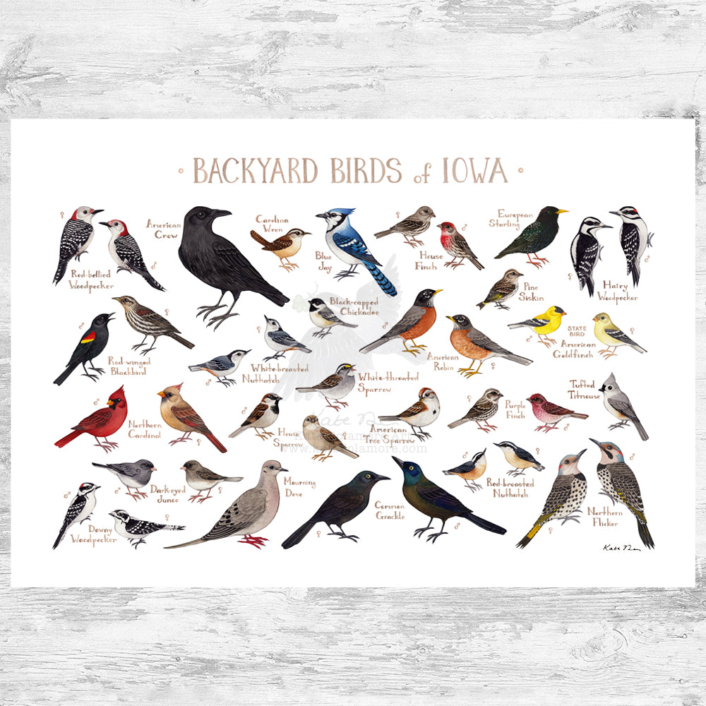 Iowa Backyard Birds Field Guide Art Print – Kate Dolamore Art