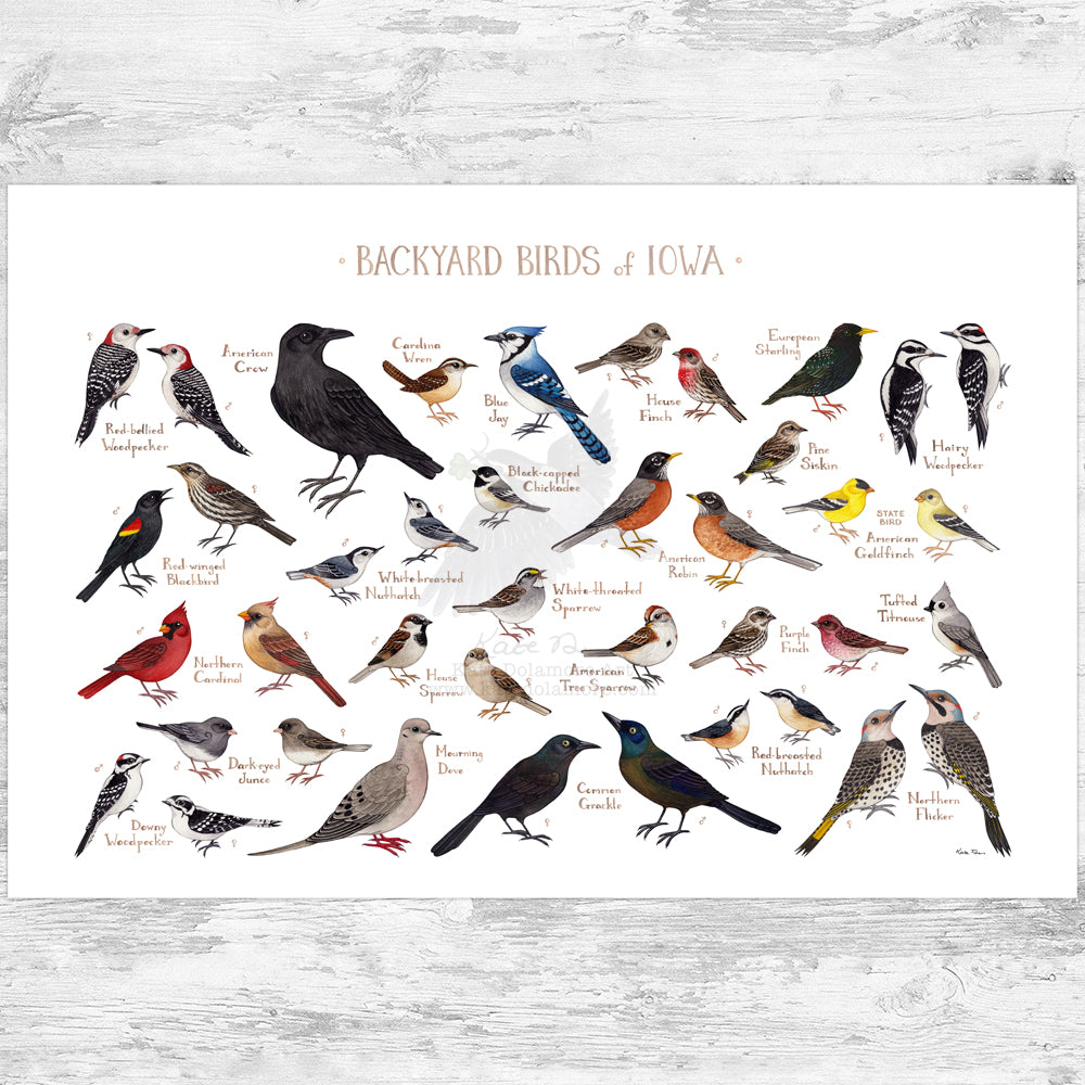 Iowa Backyard Birds Field Guide Art Print – Kate Dolamore Art