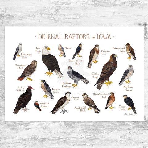 Iowa Diurnal Raptors Field Guide Art Print