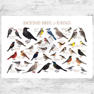 Kansas Backyard Birds Field Guide Art Print