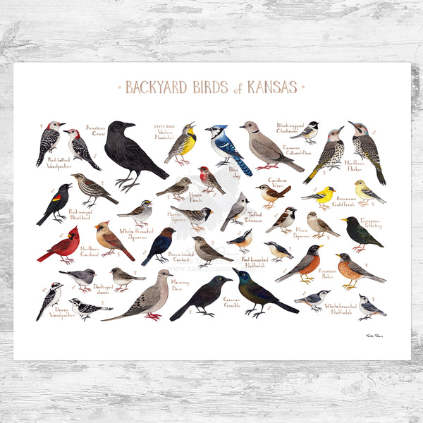 Kansas Backyard Birds Field Guide Art Print