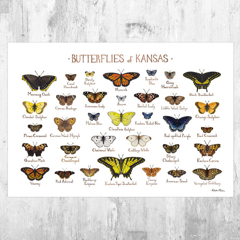 Kansas Butterflies Field Guide Art Print