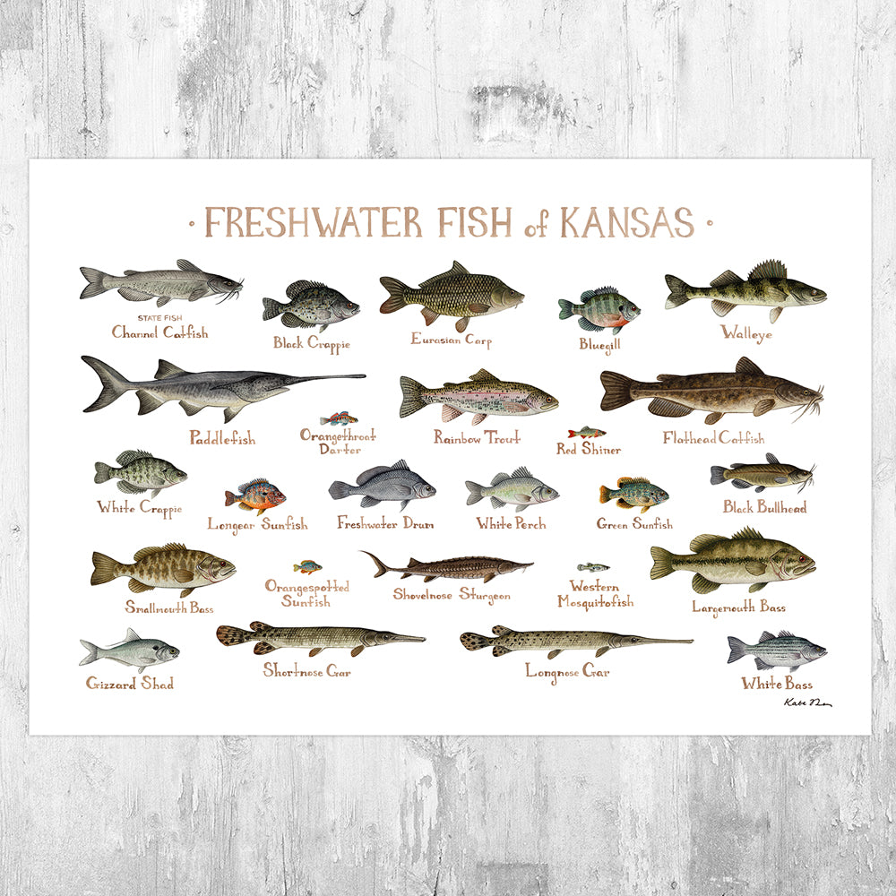 Kansas Freshwater Fish Field Guide Art Print