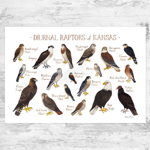 Kansas Diurnal Raptors Field Guide Art Print