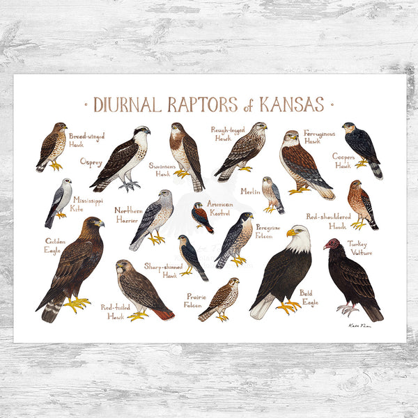 Kansas Raptors Kansas Diurnal Raptors Field Guide Art Print – Kate Dolamore Art