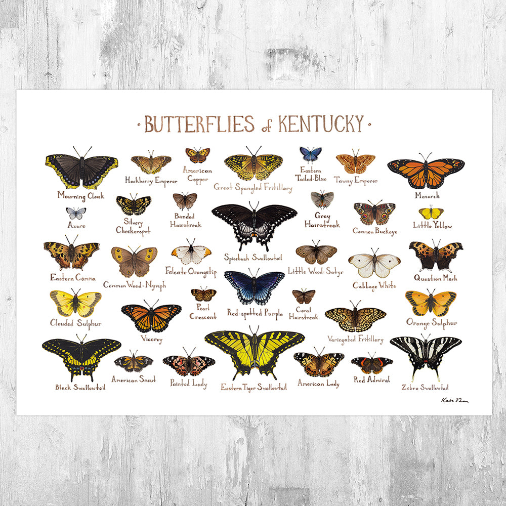 Kentucky Butterflies Field Guide Art Print