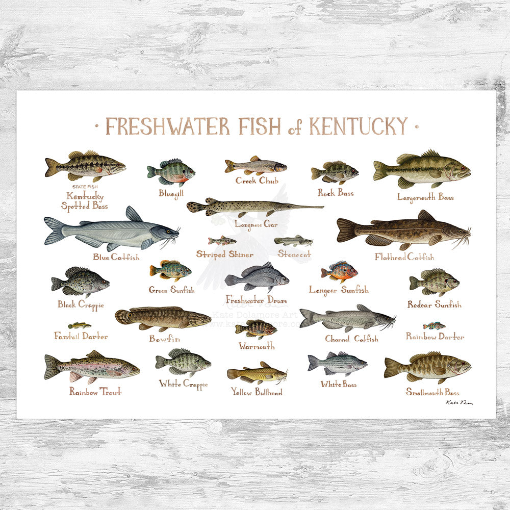 Kentucky Freshwater Fish Field Guide Art Print – Kate Dolamore Art