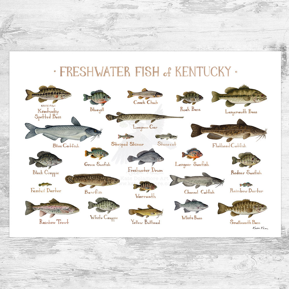 Types Of Freshwater Fish