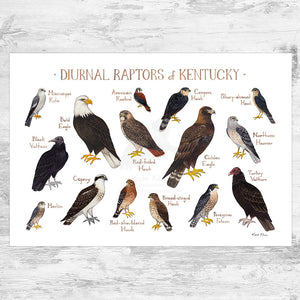Kentucky Diurnal Raptors Field Guide Art Print