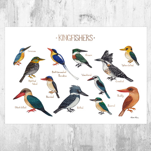 Kingfishers Field Guide Art Print