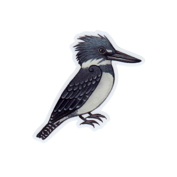 Belted Kingfisher (Male) Vinyl Sticker
