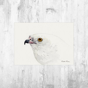 Swallow-tailed Kite Portrait Art Print