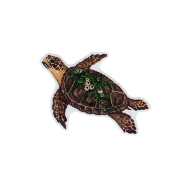 Loggerhead Sea Turtle Vinyl Sticker – Kate Dolamore Art