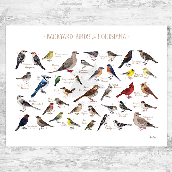 Louisiana Backyard Birds Field Guide Art Print