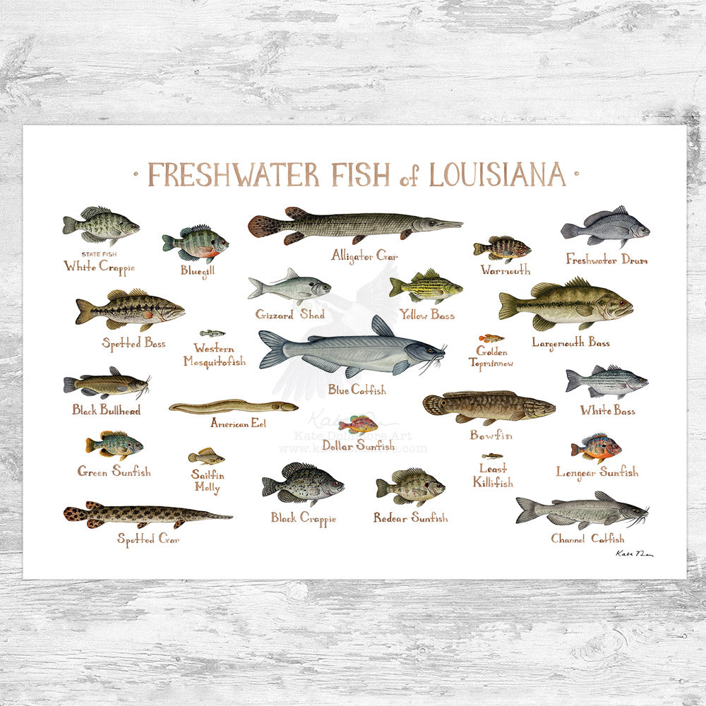 Louisiana Freshwater Fish Field Guide Art Print
