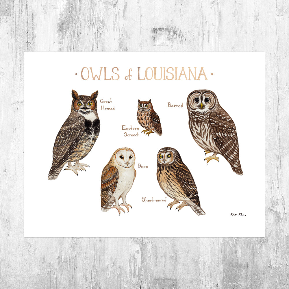 Louisiana Owls Field Guide Art Print