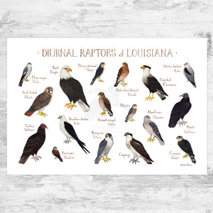 Louisiana Diurnal Raptors Field Guide Art Print