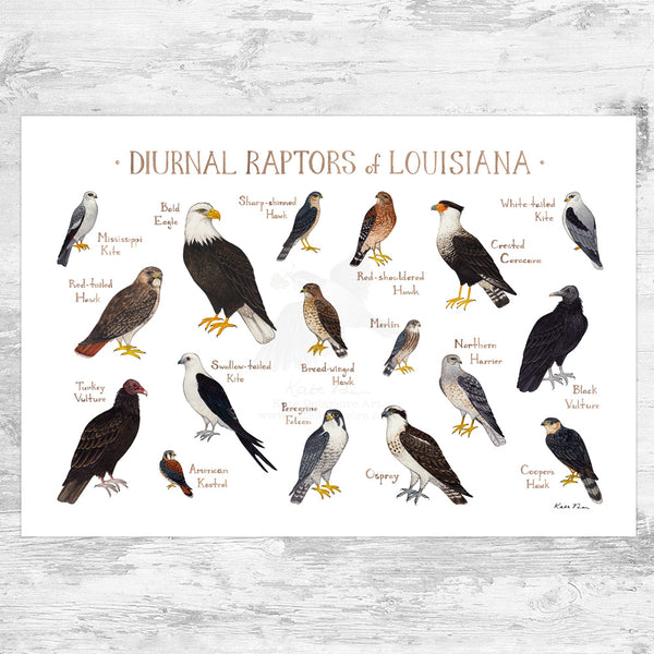 Louisiana Diurnal Raptors Field Guide Art Print – Kate Dolamore Art