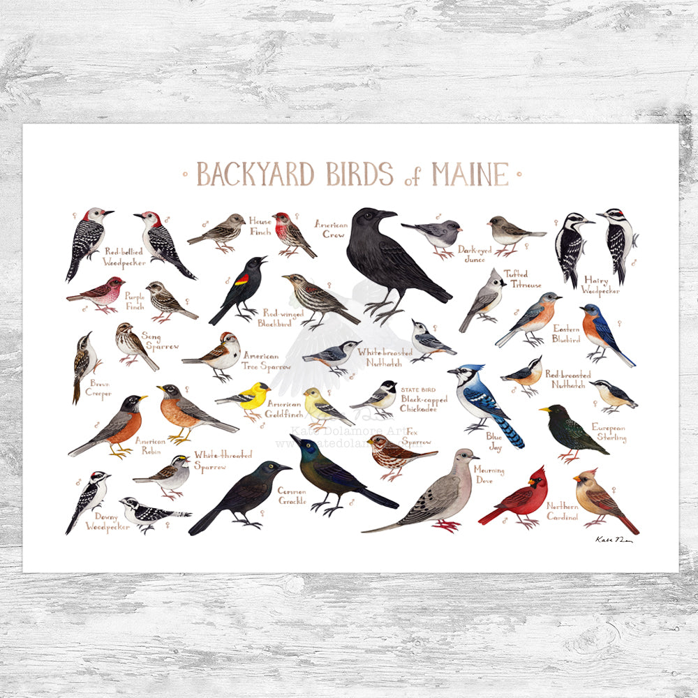 Maine Backyard Birds Field Guide Art Print
