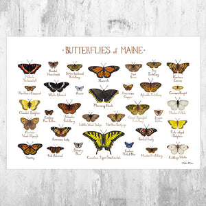 Maine Butterflies Field Guide Art Print