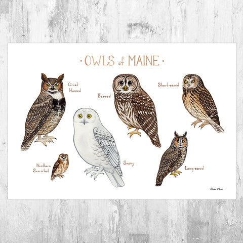 Maine Owls Field Guide Art Print