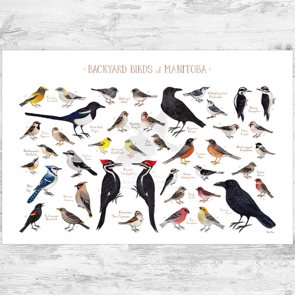 Manitoba Backyard Birds Field Guide Art Print