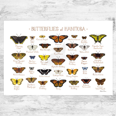 Manitoba Butterflies Field Guide Art Print